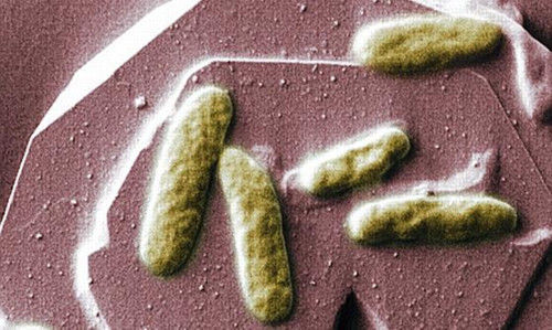 科學(xué)家研制生物電池未來手機(jī)或可靠糞便驅(qū)動(dòng)