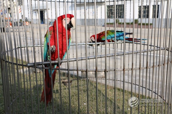 海德新能汽車(chē)廠區(qū)萌寵