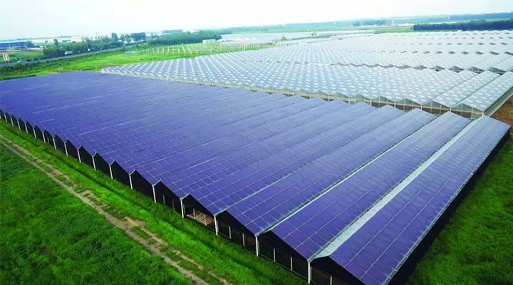 山東最大農業光伏大棚項目落戶青島 總投資20億元