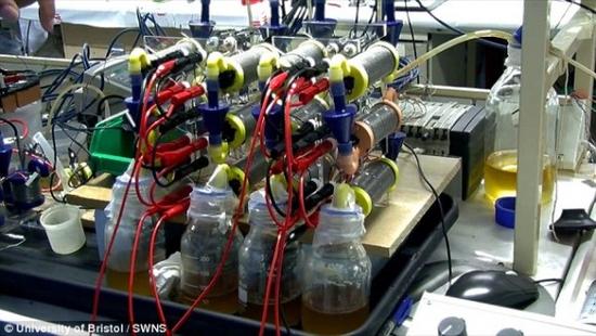 英發明“尿液電池” 半升尿液可為智能機充電3小時