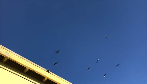 探訪賈躍亭美國造車工廠：沒有任何生產(chǎn)設備 僅一名員工打卡