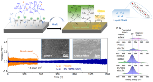液態聚二甲基硅氧烷的界面原位催化嫁接以實現無枝晶的鋰電鍍和高可逆的鋰金屬電池 液態聚二甲基硅氧烷的界面原位催化嫁接以實現無枝晶的鋰電鍍和高可逆的鋰金屬電池